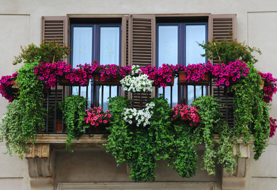 balcony container garden with bright pink flowers